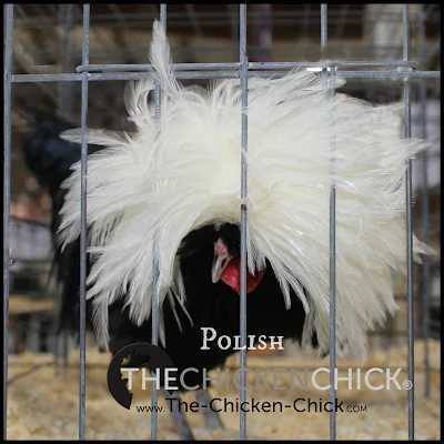 Tips for the Care of Crested Chickens  www Tips for the Care of Crested Chicken Breeds 