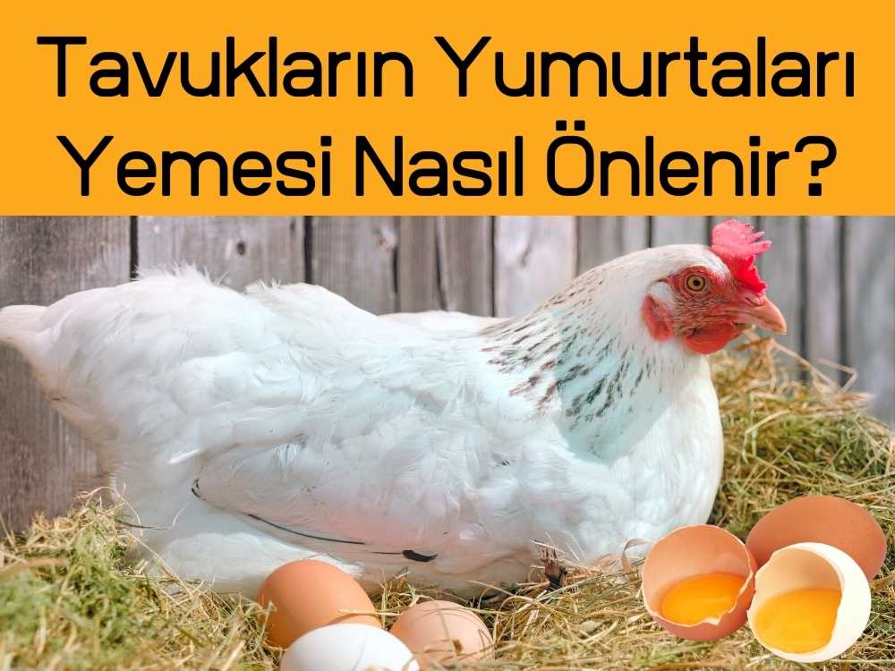 Tavuklarda Yumurta Yeme Alışkanlığı