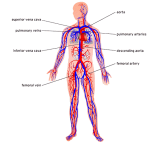 Blood Circulatory System