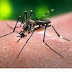 Número de mortes por dengue cai 87% no Brasil