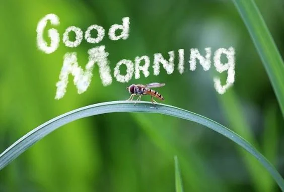 good-morning-love-images-hd-morning-status-picture-photos