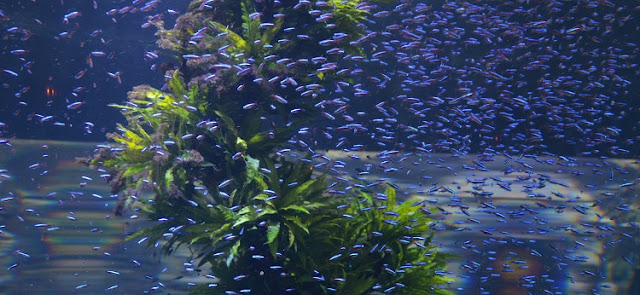 large shoal of neon tetras in an aquarium