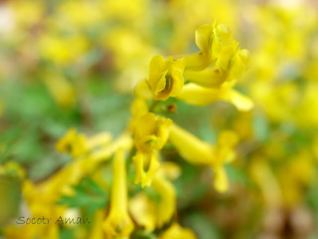 Corydalis pallida