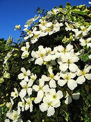 Clematis Beautiful with Major Health Benefits