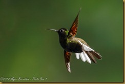 black-bellied Hummingbird