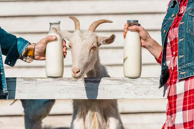 Temukan Keajaiban Susu Kambing Etawa Etawanesia