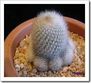 Rebutiamuscula
