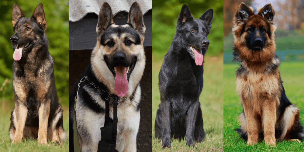 Croisements de races de chiens bergers allemands