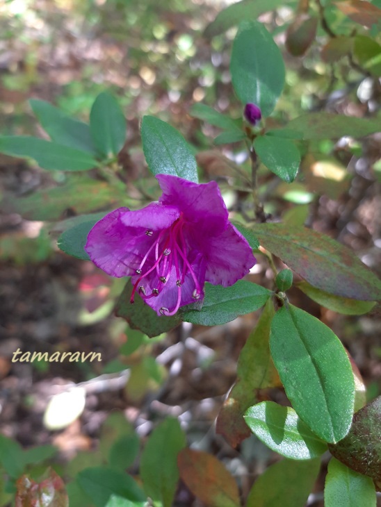 Рододендрон остроконечный (Rhododendron mucronulatum)