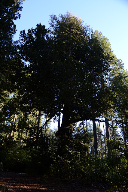 another big tan oak, even shorter