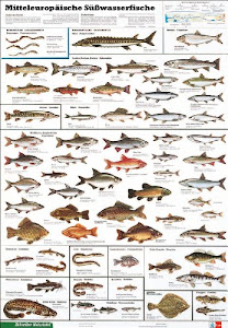 Schreiber Naturtafeln, Mitteleuropäische Süßwasserfische: Poster (Format: 70 x 100 cm) Klasse 1-13