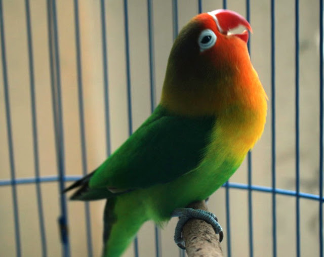 Daftar Harga Burung  Lovebird Hasil Penangkaran Terbaru di 
