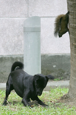 A mother squirrel rescues her baby from a big bad black dog.