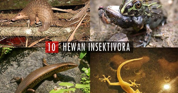 10 Contoh Hewan dan Tumbuhan Insektivora beserta 
