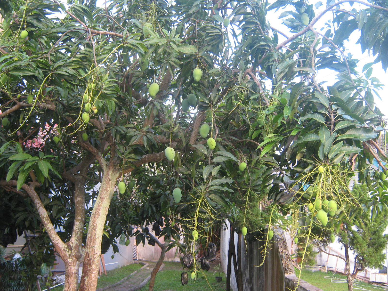 RAMZI'S PHOTOGRAPHY: harum manis manggo tree : with its 