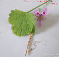 Pelargonium Citrosum, Citrosa