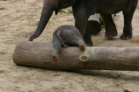 funny animals, animal pictures, cute baby elephant