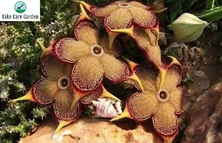 The Rarest Houseplant You've Never Seen: Tapete-persa (Edithcolea Grandis)