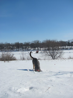 My female dog digging in the snow