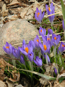 Paul Jung Gardening Services Toronto Gardening Company Davisville Mount Pleasant East Spring Crocuses