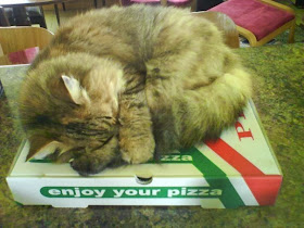 Funny cats - part 80 (40 pics + 10 gifs), kitten sleeps on pizza box