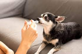 Sobre las lombrices en perros 7 remedios de lombices en los perros