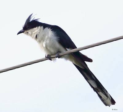 Pied Cuckoo