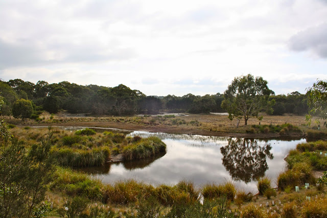 Koala Conservation Centre, Phillip Island