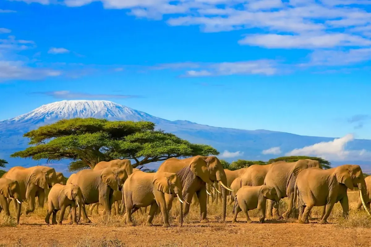 Best Things To Do in Tanzania