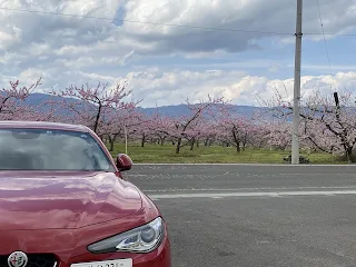 ジュリアフロントビューと桃の花