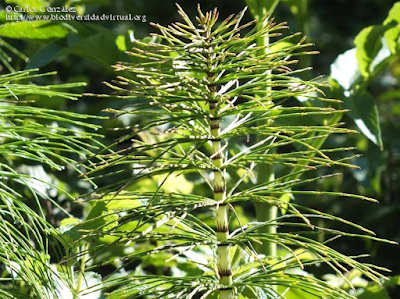 http://www.biodiversidadvirtual.org/herbarium/Equisetum-telmateia-Ehrh.-img396813.html