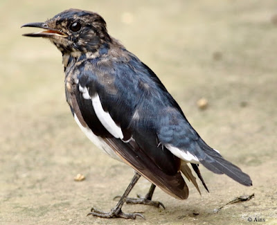 Oriental Magpie-Robin