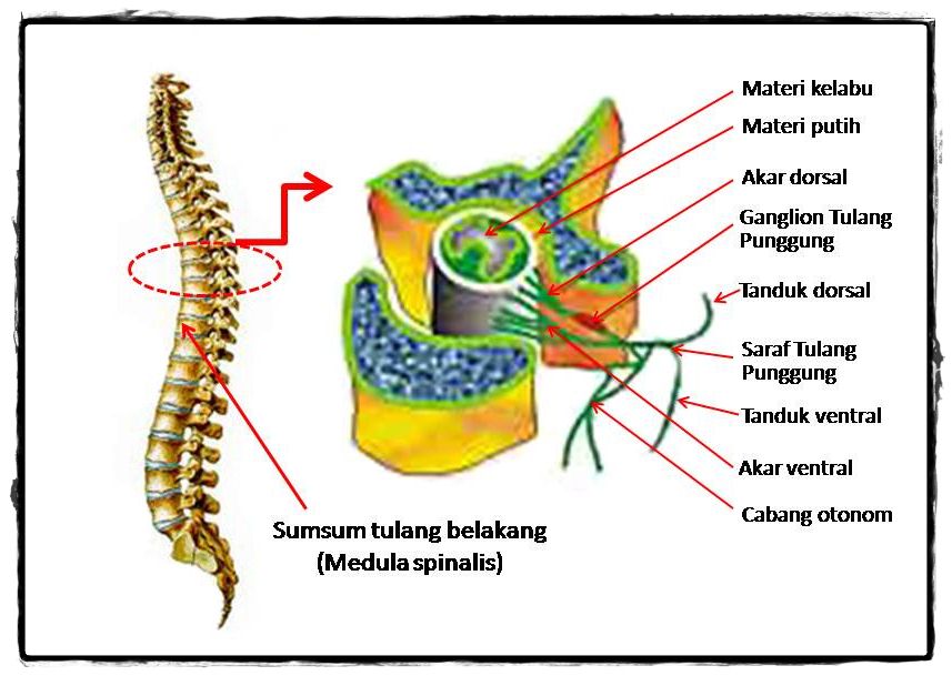 BiologiZone Sistem Saraf Pusat