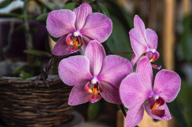 orquídea roxa phalaenopsis