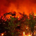 Secondary Succession After Fire In Imperata grasslands of East Kalimantan, Indonesia 