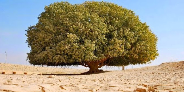 Pohon Berusia 1400 Tahun Yang Jadi Saksi Keagungan Nabi