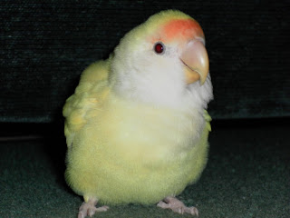 lovebird gemuk obesitas