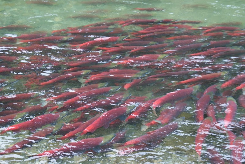 Trend Terbaru Migrasi Ikan Salmon