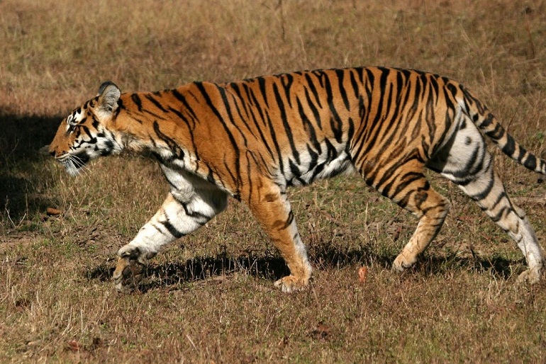 Apa Perbedaan Harimau Sumatera dengan Harimau Lain? Belajar Sampai Mati, belajarsampaimati.com, hoeda manis