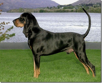razas de perros grandes-Black and Tan Coonhound