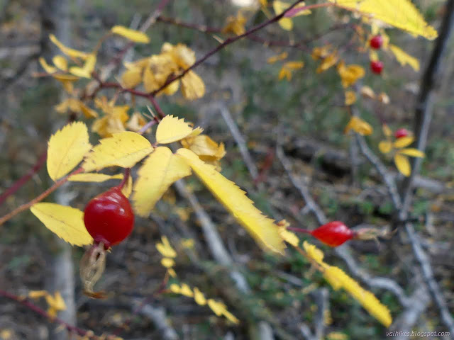 130: rose hips and yellow leaves
