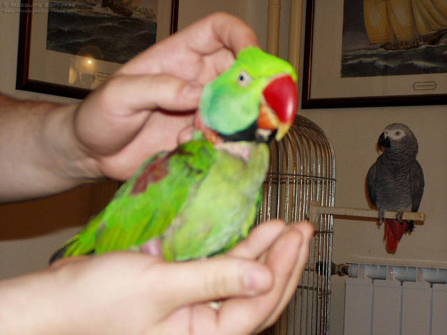 Parakeet Pet Birds