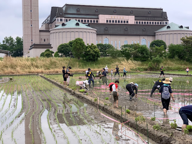 こしがや田んぼアート2019キン肉マンとラグビー日本代表の夢のタッグ（田植え）