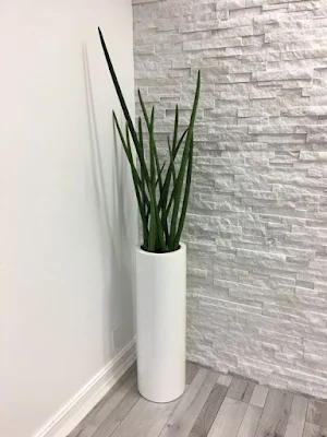 Como utilizar plantas na decoração de interiores