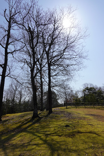 とっとり花回廊　桜の広場