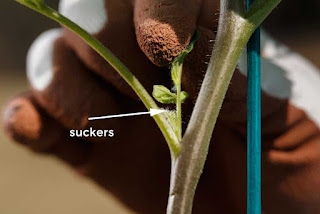 Prune tomato plant sukers