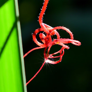 red tendril spiral knot with dew drops