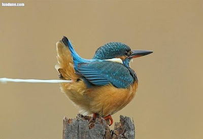 Amazing Bird