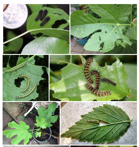 کرمی گەڵای هەنجیر ـ Fig Caterpillar