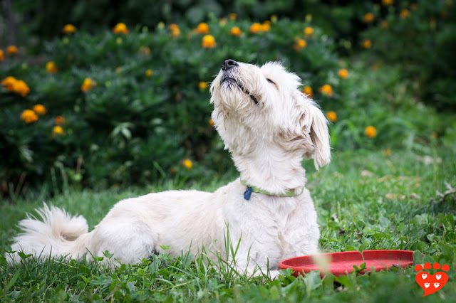 Info on dog behaviour and dog training for dogs like this cute white pup sniffing the air in the garden